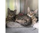 Adopt Norton and Nellie a Domestic Short Hair