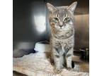 Adopt Cement a Domestic Short Hair