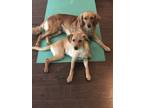 Adopt Puppy a Tan/Yellow/Fawn Golden Retriever / Labrador Retriever dog in
