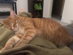 Adopt Aslan a Orange or Red American Shorthair / Mixed (short coat) cat in Des