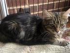 Adopt Lindsey a Brown Tabby Domestic Mediumhair / Mixed (medium coat) cat in