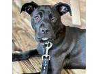 Adopt Cleo a Black Labrador Retriever / Mixed Breed (Medium) / Mixed dog in