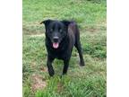 Adopt Odyssey a Black - with White Labrador Retriever / Mixed dog in Pattison