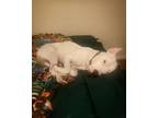 Adopt Tucker a White Dogo Argentino / Mixed dog in Grants Pass, OR (38056146)