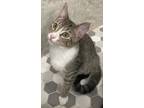 Adopt JP a Gray, Blue or Silver Tabby Domestic Shorthair (short coat) cat in