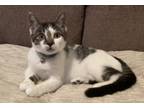 Adopt Alexx a Black & White or Tuxedo Domestic Shorthair (short coat) cat in
