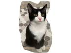 Adopt Jorie a Black & White or Tuxedo Domestic Shorthair (short coat) cat in