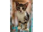 Adopt Dominica a Black & White or Tuxedo Domestic Shorthair (short coat) cat in