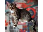 Adopt Charlie a Brown Tabby Domestic Shorthair (short coat) cat in Delray Beach