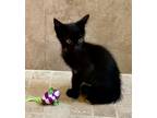 Adopt Bert a All Black Domestic Shorthair (short coat) cat in Delray Beach
