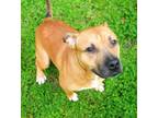 Adopt Scooby a American Staffordshire Terrier