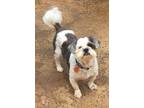 Adopt Reggie a White - with Gray or Silver Shih Tzu / Mixed dog in Greenville