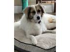 Adopt Gingerbread a White - with Brown or Chocolate Australian Shepherd / Mixed