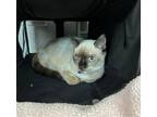 Adopt Zena a Tan or Fawn (Mostly) Siamese / Mixed (medium coat) cat in