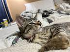 Adopt Pixie a Gray, Blue or Silver Tabby Domestic Shorthair / Mixed (short coat)