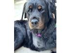 Adopt Livia a Rottweiler / Mixed dog in Houston, TX (38116807)