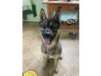 Adopt Taz a Black - with Tan, Yellow or Fawn German Shepherd Dog dog in Dacula