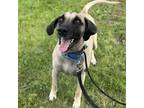 Adopt Wayne a Black Mouth Cur dog in Whitestone, NY (38025911)