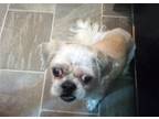 Adopt Toby a White - with Tan, Yellow or Fawn Shih Tzu / Mixed dog in Oakdale