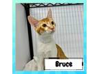 Adopt Bruce a Orange or Red Domestic Shorthair / Mixed cat in Suisun