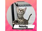 Adopt Felicity a Calico or Dilute Calico Domestic Shorthair / Mixed cat in
