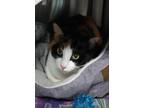 Adopt Misato a Calico or Dilute Calico Calico / Mixed cat in Milwaukee