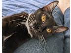 Adopt Cheska23 a Domestic Shorthair / Mixed (short coat) cat in Youngsville