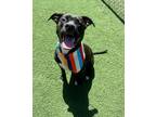 Adopt Nala a Black - with White Pit Bull Terrier / Labrador Retriever / Mixed