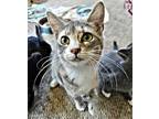 Adopt Daisy a Gray or Blue Domestic Shorthair / Mixed (short coat) cat in