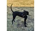 Adopt Axel a Hound, Black Labrador Retriever