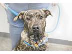 Adopt Odin a Pit Bull Terrier, Mastiff