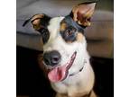 Adopt Darla (aka Stiletto) a Black Border Collie / Mixed dog in Wichita