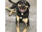 Adopt Orla a Black Mixed Breed (Medium) / Mixed dog in Buffalo, MN (38266041)