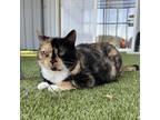 Adopt Amie a Calico or Dilute Calico Domestic Shorthair / Mixed cat in Spokane