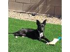 Adopt Tonks a Black - with White Labrador Retriever / Border Collie dog in Las