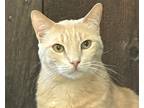 Adopt Taylor a Tan or Fawn Domestic Shorthair / Mixed (short coat) cat in