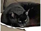 Adopt Minnie [CP] a All Black Domestic Shorthair / Mixed (short coat) cat in