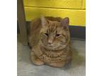 Adopt Foxx a Domestic Shorthair / Mixed (short coat) cat in Jim Thorpe