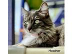 Adopt Heather a Domestic Mediumhair / Mixed cat in St. George, UT (38056851)