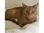 Adopt Duey a Orange or Red Domestic Shorthair / Mixed (short coat) cat in