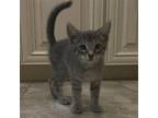 Adopt Max (MC) a Gray, Blue or Silver Tabby Domestic Shorthair / Mixed (short