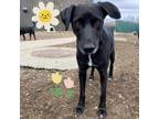 Adopt Freya - gentle gal, loves other dogs! a Black Labrador Retriever / Mixed