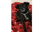 Adopt Milo a Black Pug / Mixed dog in Lodi, CA (38155432)