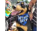 Adopt Rodney a Black - with Tan, Yellow or Fawn Doberman Pinscher / Hound