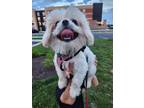 Adopt Nilla a White Shih Tzu / Mixed dog in Red Oak, VA (38226462)