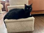Adopt Emma a All Black Domestic Shorthair / Mixed cat in Santa Clara