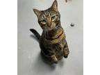 Adopt Carmen a Brown or Chocolate Domestic Shorthair / Mixed (short coat) cat in