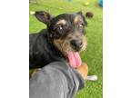 Adopt Forsythe a Black - with Brown, Red, Golden, Orange or Chestnut Terrier