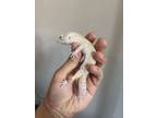 Adopt Mad Hatter a Gecko