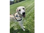 Adopt Pumpkin a White - with Tan, Yellow or Fawn Great Pyrenees / Hound (Unknown